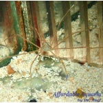 Arrow Crab