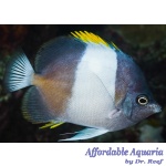 Black Pyramid Butterflyfish