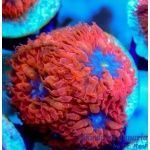 Blastomussa - Blue Raven Merletti