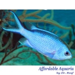 Blue Reef Chromis