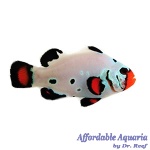 Frostbite Chilled Clownfish