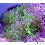 Long Tentacle Anemone (Colored)