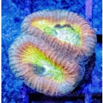 Dipsastraea - Drunk Monkey