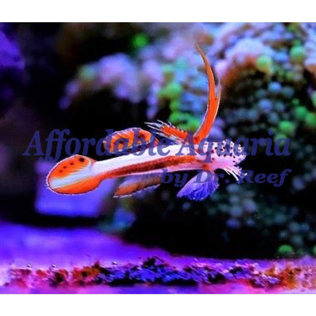 Flaming Prawn Goby | Affordable Aquaria