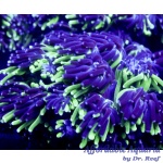 Galaxea - Sonic the Hedgehog