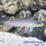 Golden Head Sleeper Goby