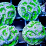 Goniastrea - Gumball Maze