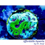 Goniastrea - Silver Thunder Maze