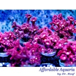 Goniopora - Dragons Breath