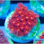 Goniopora - Red/Orange