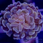 Hammer - Branch Ultra (Per Head)