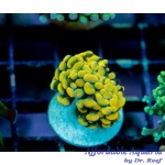 Hammer - Gold Ultra Grade