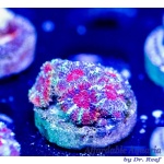 Micromussa - Majestic