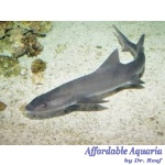Smooth Hound Shark