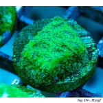 Leptastrea - Green