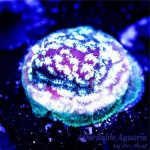 Lepto - Freeze Factor