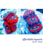 Acan – Assorted Frag (Medium)