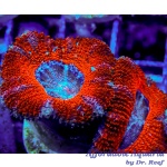 Micromussa - Lord Howensis Ultra