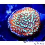 Montipora - Aquaman