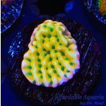 Montipora - Beach Bum