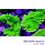 Montipora - Crystal Experiment