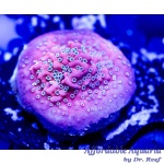 Montipora - Dragon Fruit