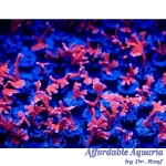 Montipora - Manilla Spy