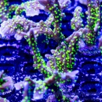 Montipora - Midnight Dynamite