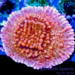 Montipora - Nauti Spiral