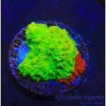 Montipora - Nuclear Fusion