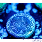 Montipora - Purple Haze