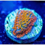 Montipora - Rainbow