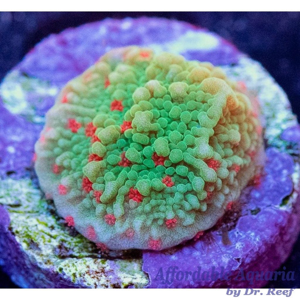 Montipora Seasons Greetings Affordable Aquaria