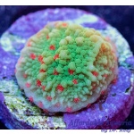 Montipora - Seasons Greetings