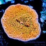 Montipora - Tropicana
