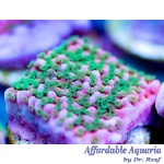 Montipora - Tropic Thunder