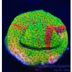 Montipora - Danger Zone