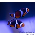 Onyx Percula Bonded Pair