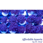 Prince of Darkness Hammer