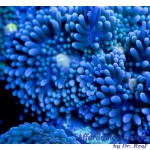 Ricordea florida - Blue and Green