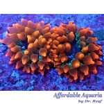 Rose Super Bubbletip Anemone