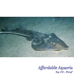 Shovelnose Shark