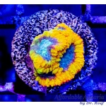 Favia - Yellow Submarine