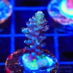 Acropora – Greg Hiller’s Aqua Delight