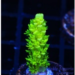 Acropora – The Banger