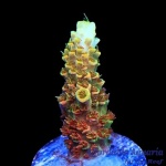 Acropora – Bill Murray