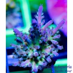 Acropora – Cali Tort
