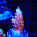 Acropora – Cherry Bomb