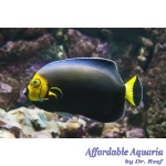 Conspicillatus Angelfish (Captive Bred)