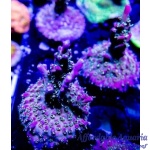 Acropora – Crimson